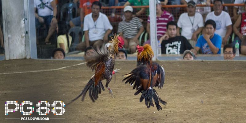 Giới thiệu đá gà cựa dao PG88